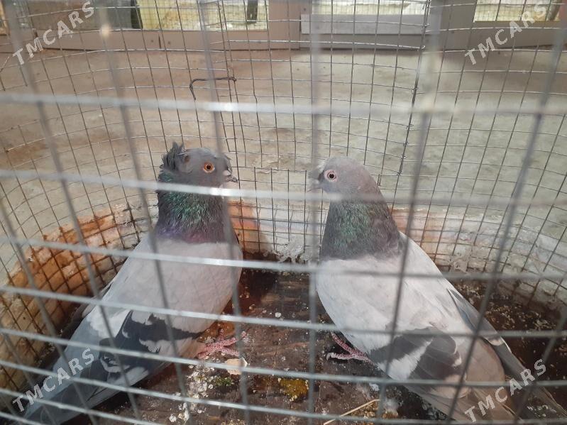 кепдер - Türkmenabat - img 1