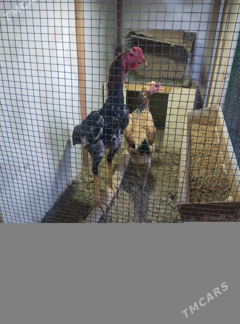 juje horaz. - Daşoguz - img 1