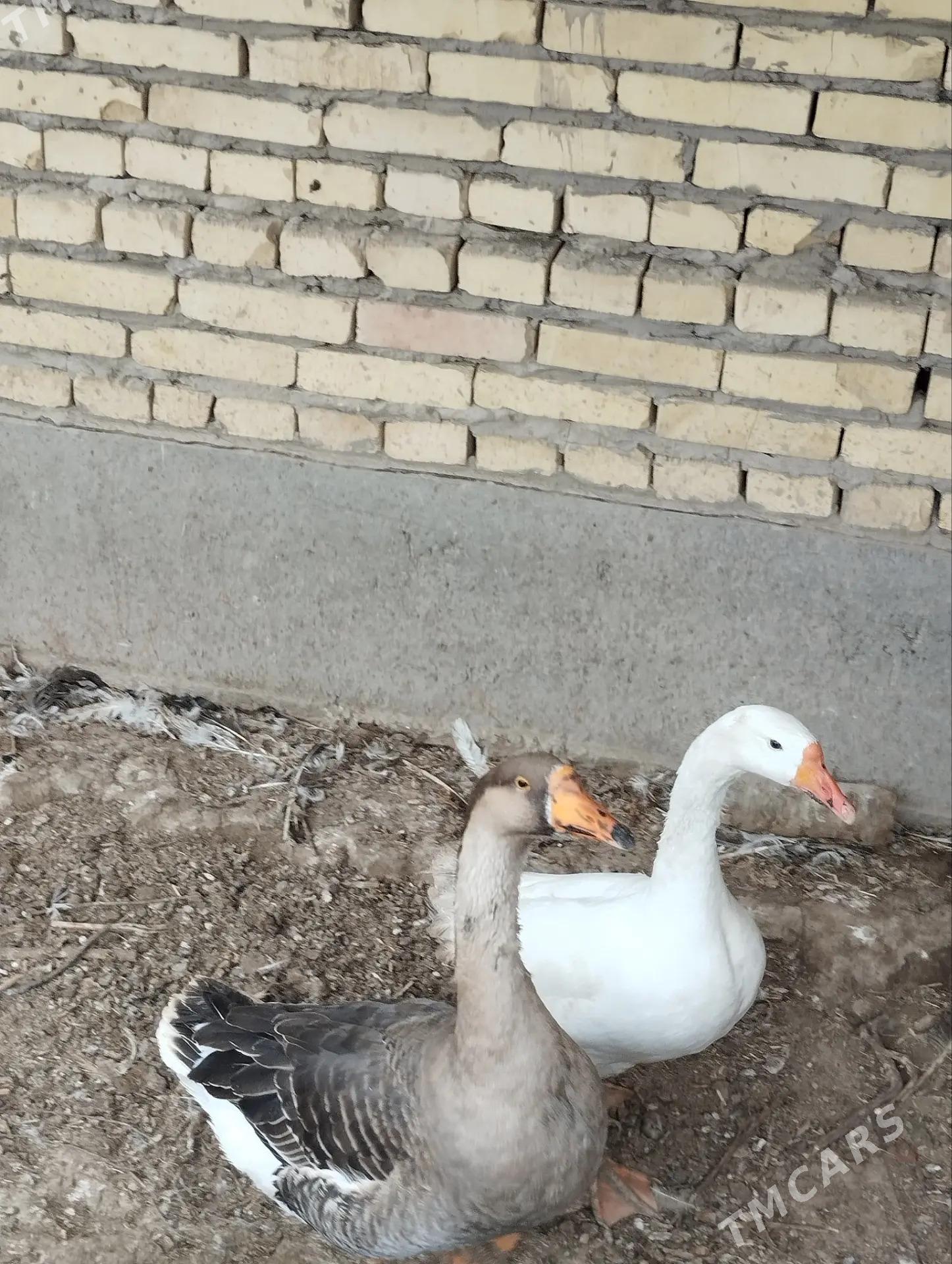 Gazlar - Çärjew - img 1