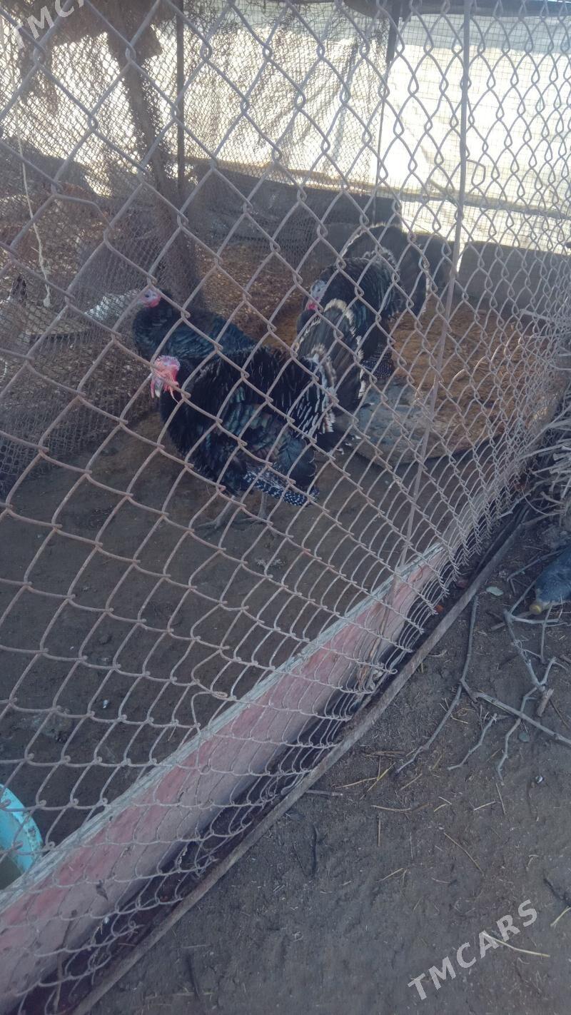 Induk towuk - Gökdepe - img 1