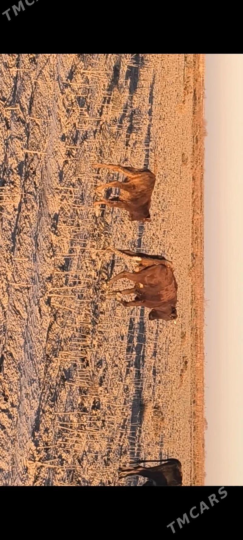 Sygyr - Кака - img 1