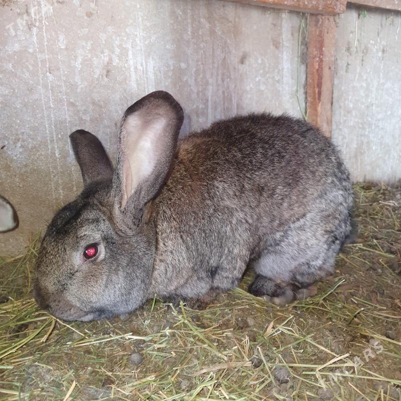 Flandr towşanlar. - Mary - img 1