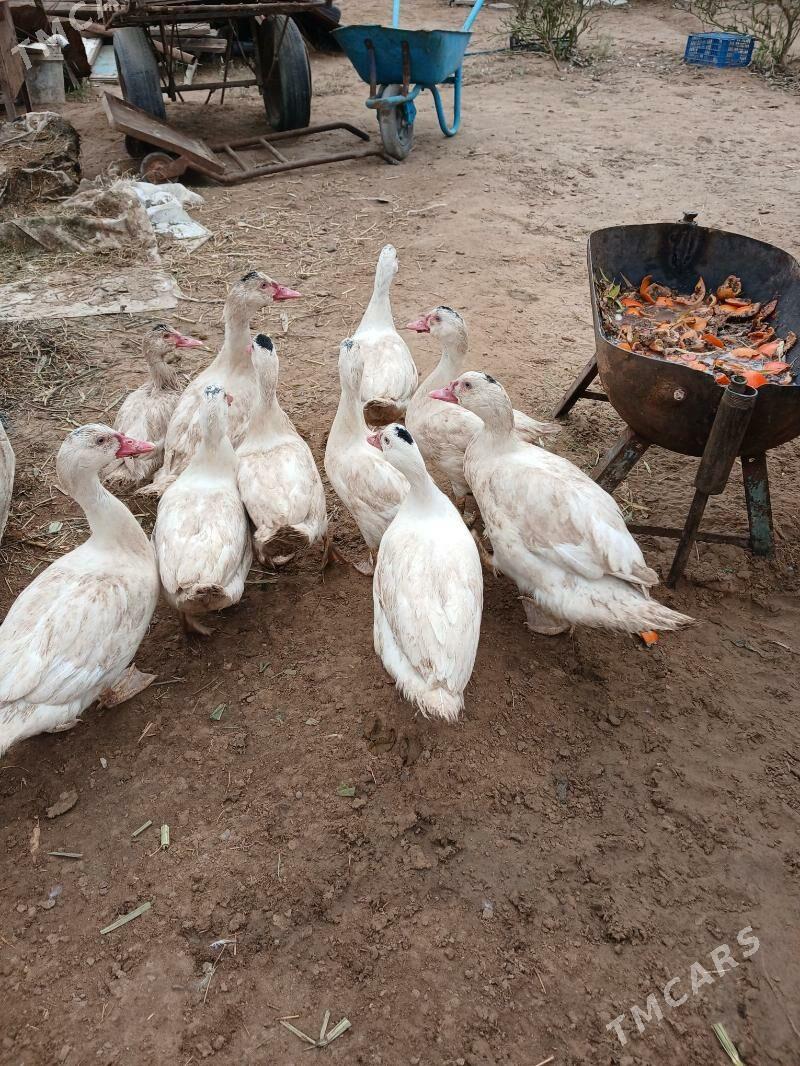 Indautga Ordek - Çoganly - img 1