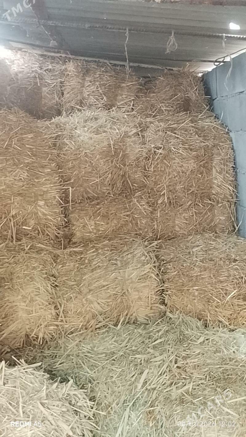 saman preslenen - Gökdepe - img 1