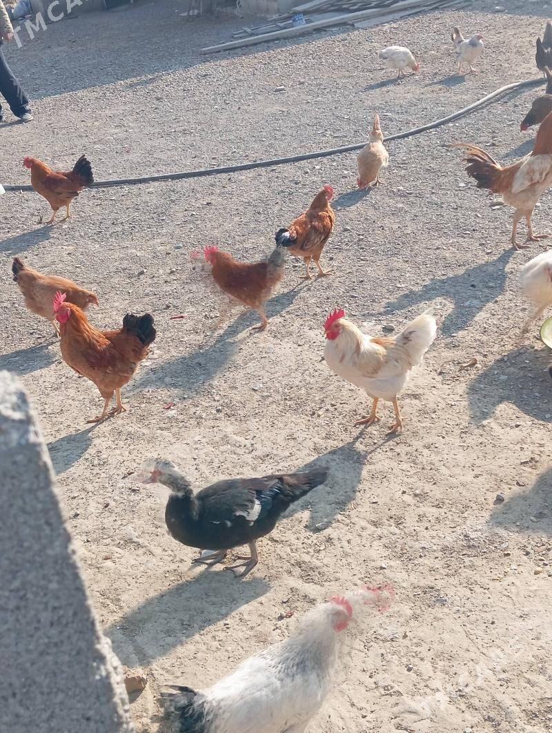 Guşlar - Bäherden - img 1