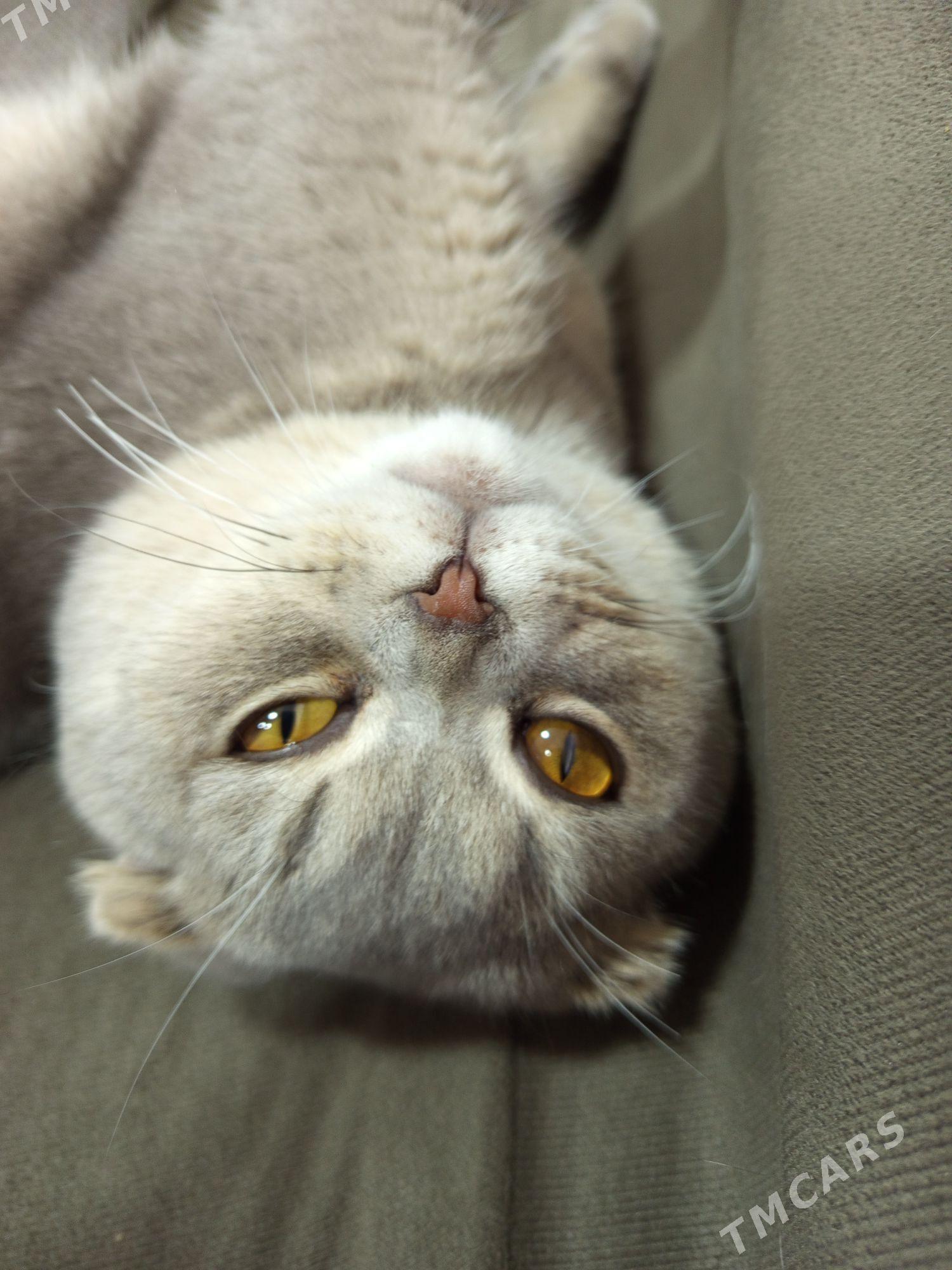 кот - Туркменабат - img 1