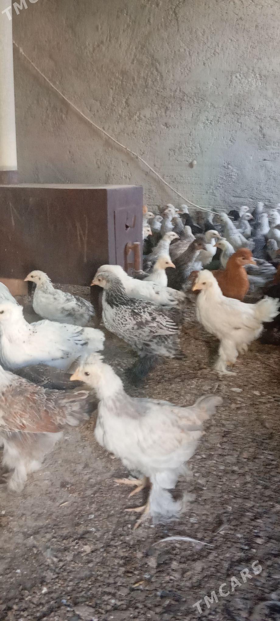 Balgar jüje - Бахарден - img 1