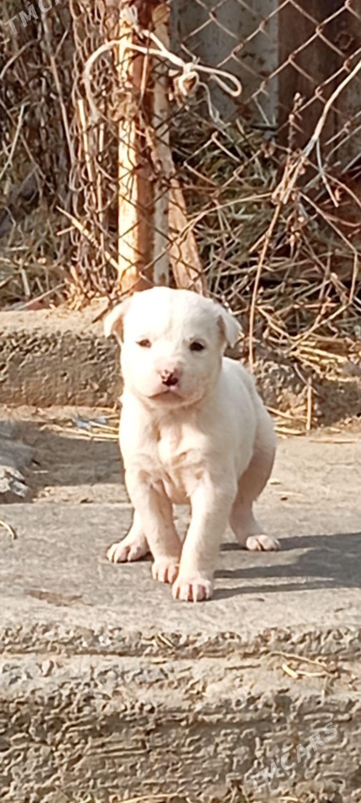 it - Gökdepe - img 1