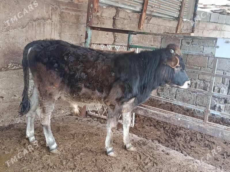 okuz - Aşgabat - img 1