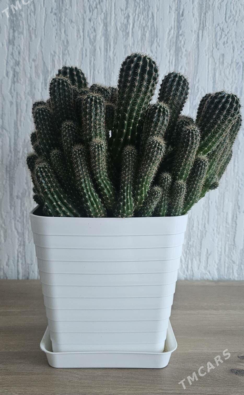 Кактус - Ашхабад - img 1