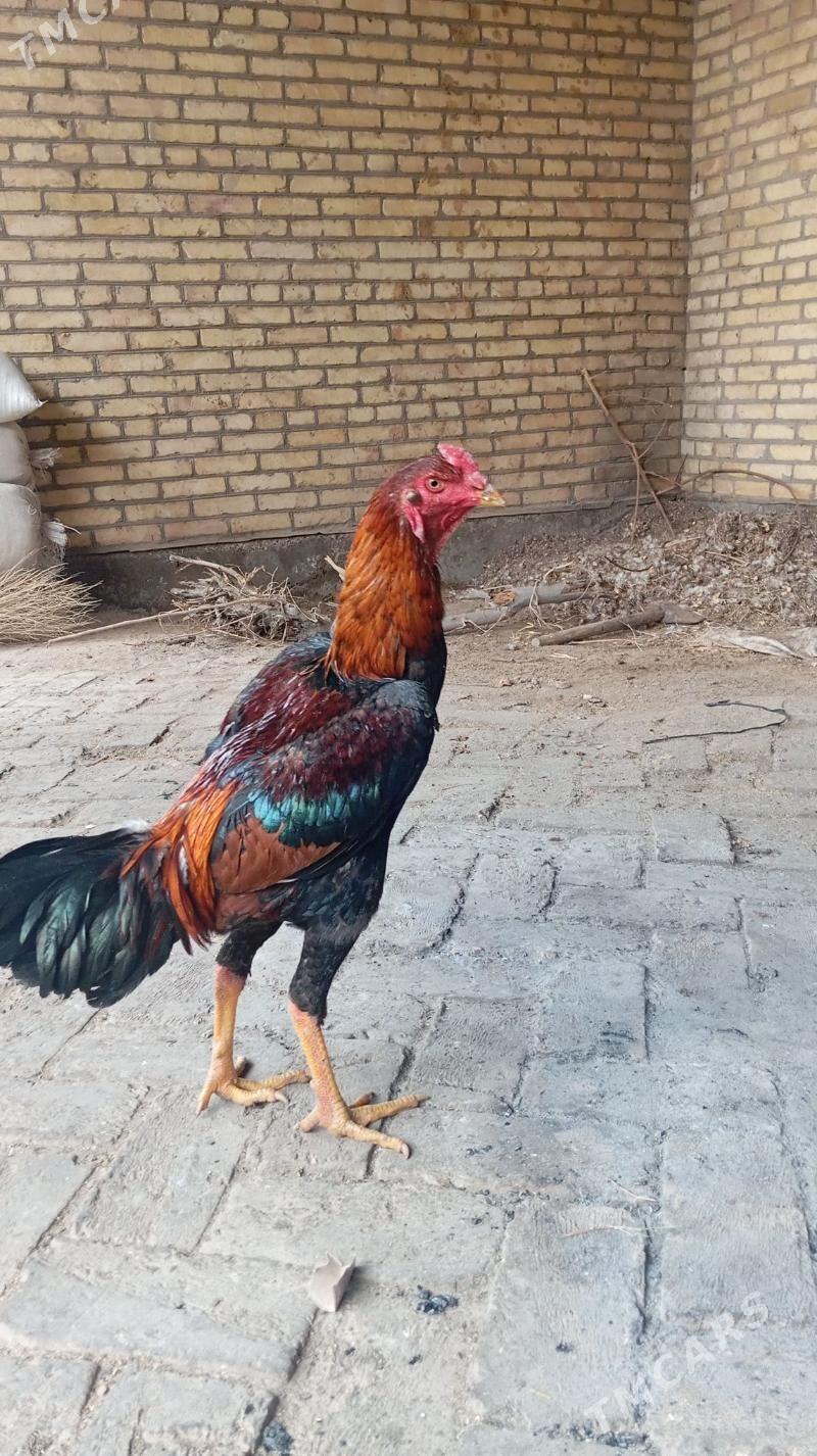 baysy horaz - Sakar - img 1