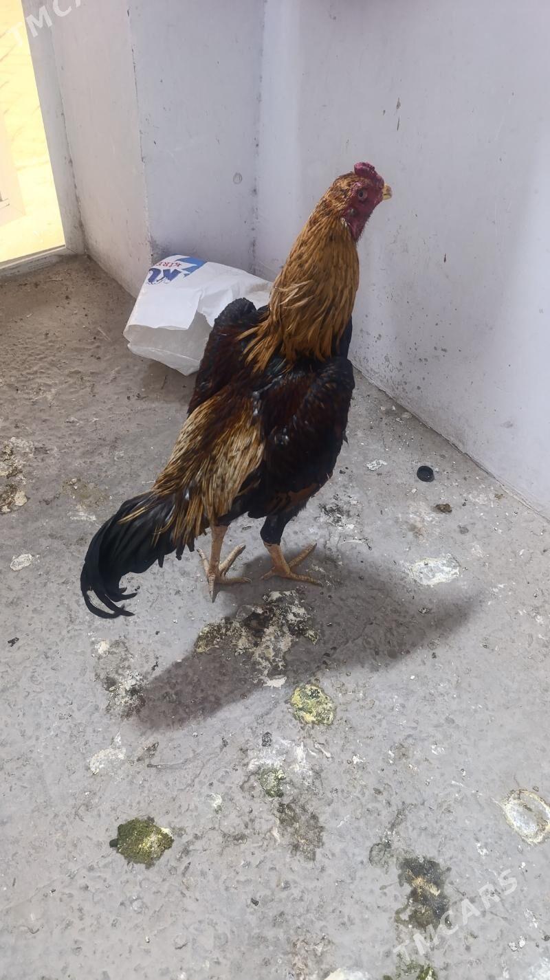 baysy horaz - Sakar - img 1