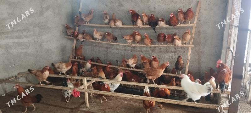 Türkmen towuk - Änew - img 1