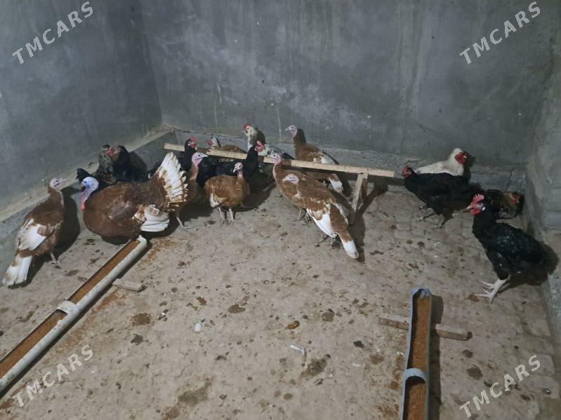 индюк - Türkmenabat - img 1