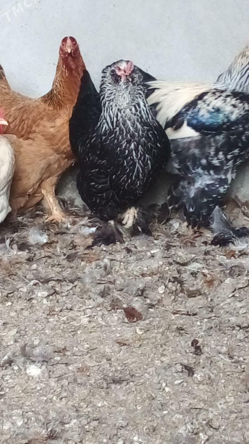 балгар товук - Bäherden - img 1