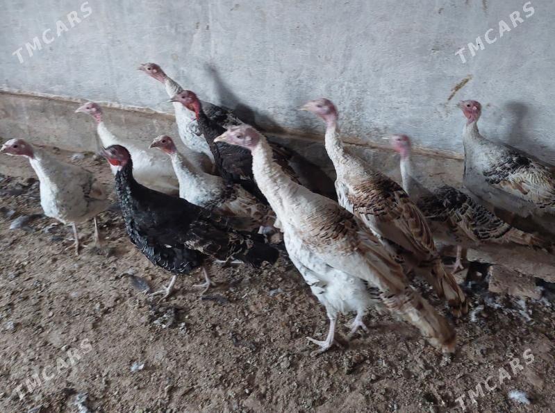 induk - Tejen - img 1