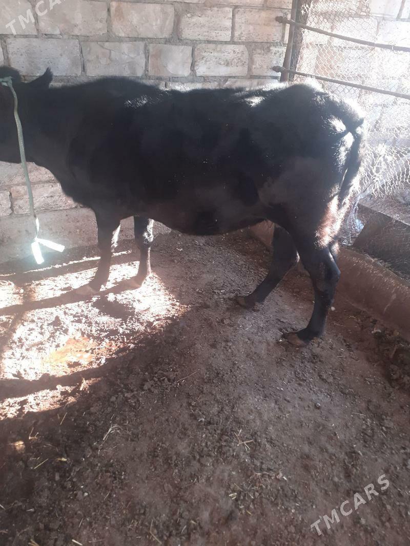 Sygyr - Балканабат - img 1