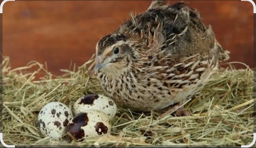 Bedene yumurtga - Çoganly - img 1