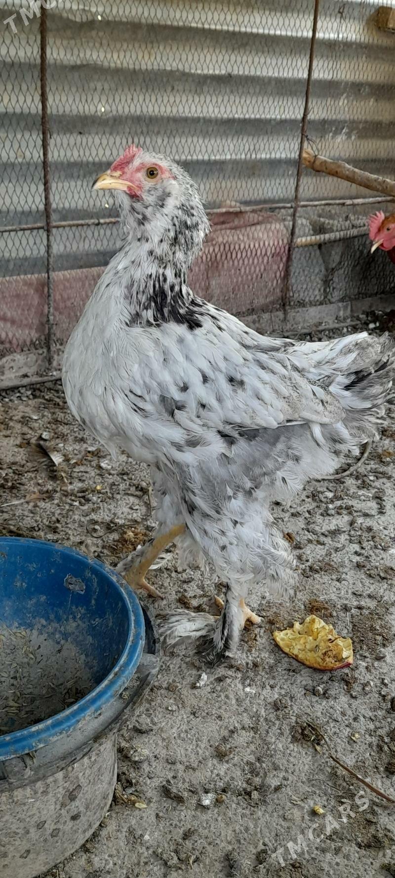 Brama balgar - Kaka - img 1