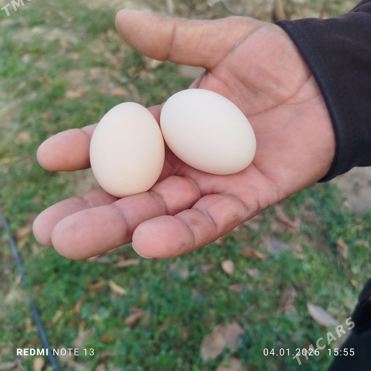 elin towuk yaş - Bagyr - img 1