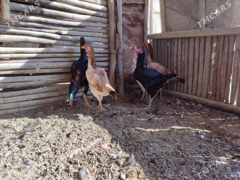 Baysy Towk Horaz - Baýramaly - img 1