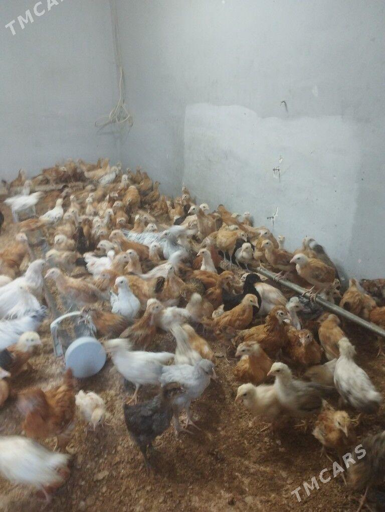 juje - Кëши - img 1