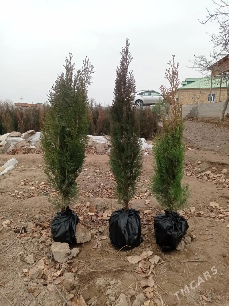 yolka - Daşoguz - img 1