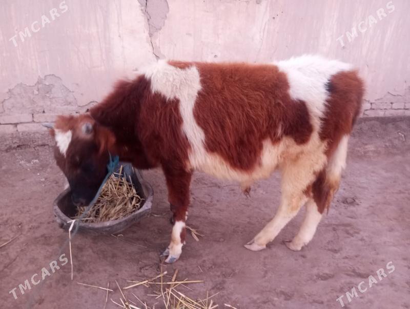 Paroda Ökuz - Шабатский этрап - img 1