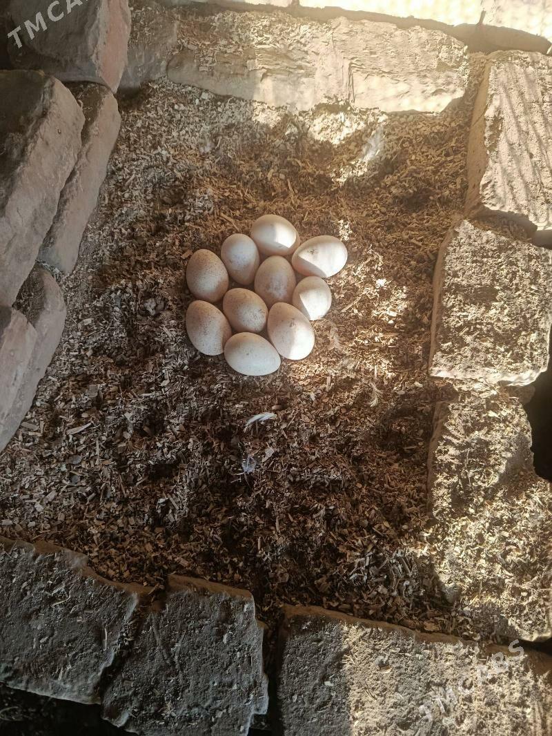 induk yumurtga. - Туркменабат - img 1