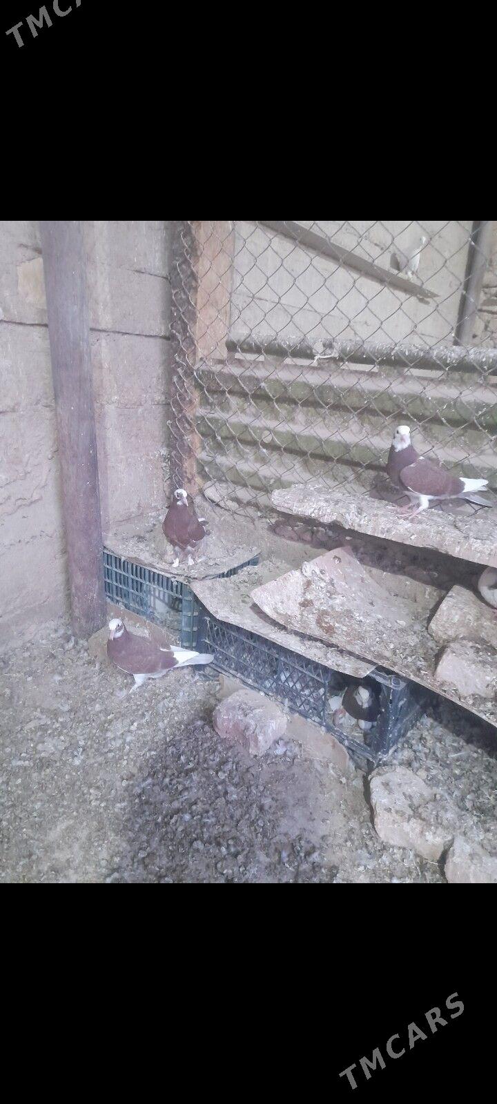 kepderi - Gyzylarbat - img 1