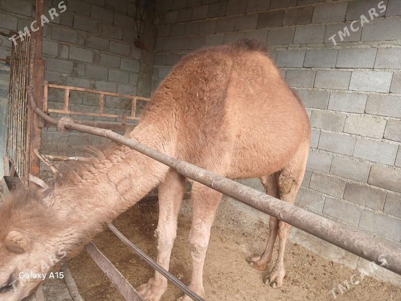 duye - Бахарден - img 1