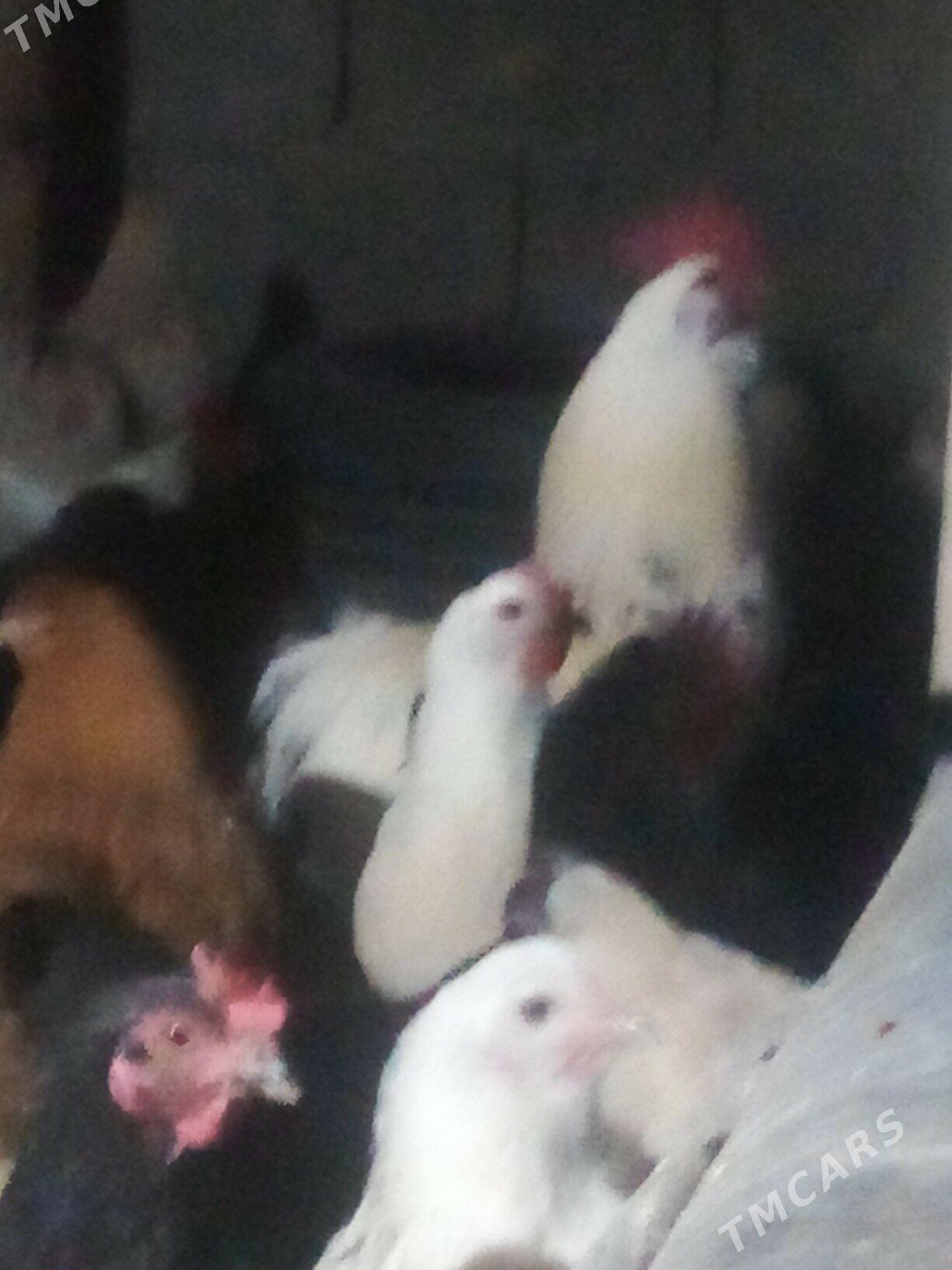 Towuk - Бузмеин - img 1