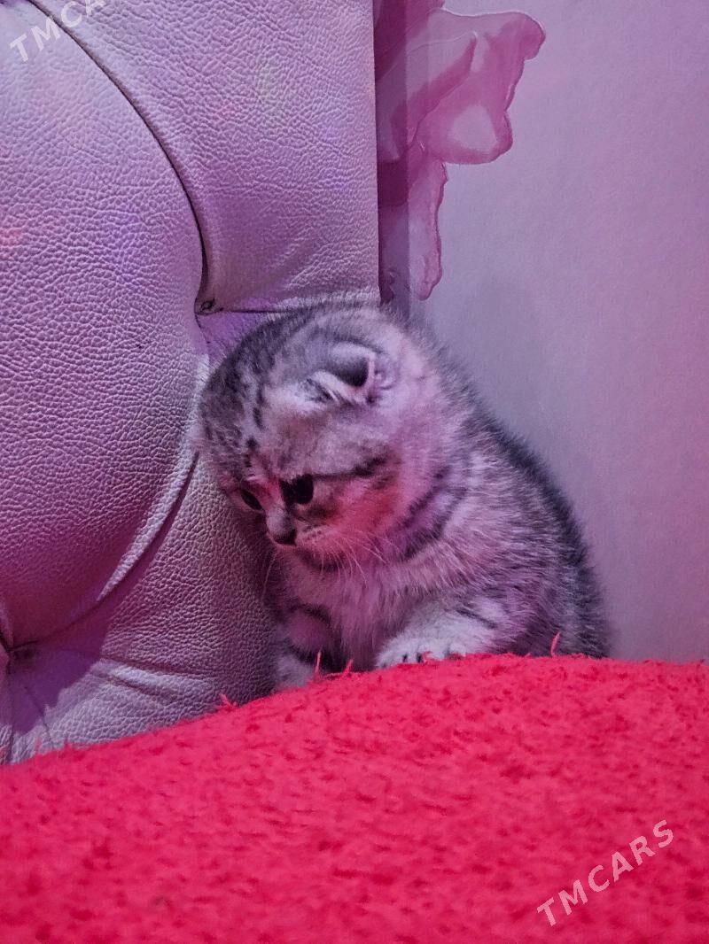 Шотландский Котята Шиншилла - Aşgabat - img 1