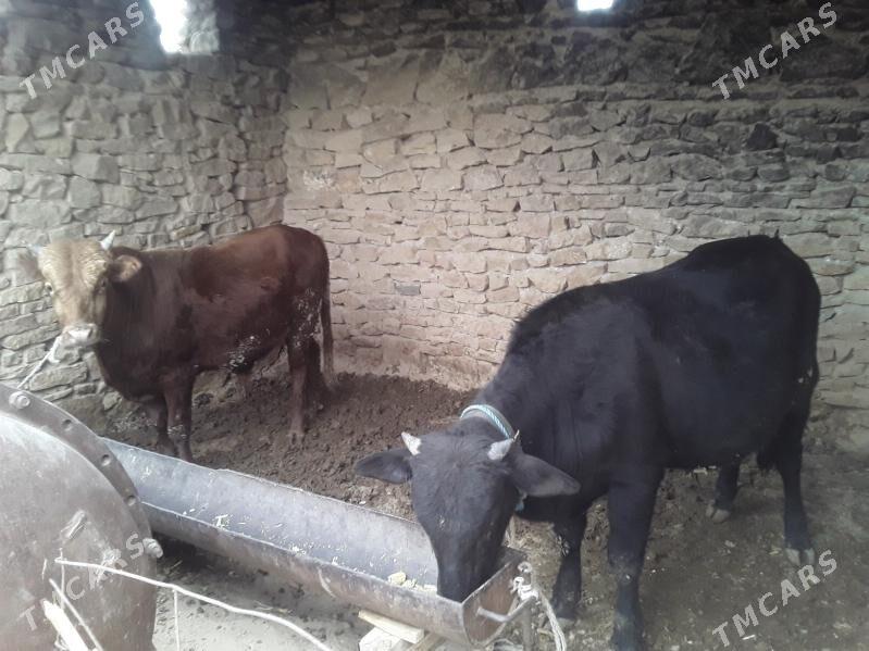 bakyly öküzler - Magdanly - img 1