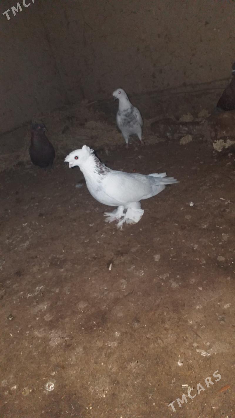 Kepderi - Акдепе - img 1