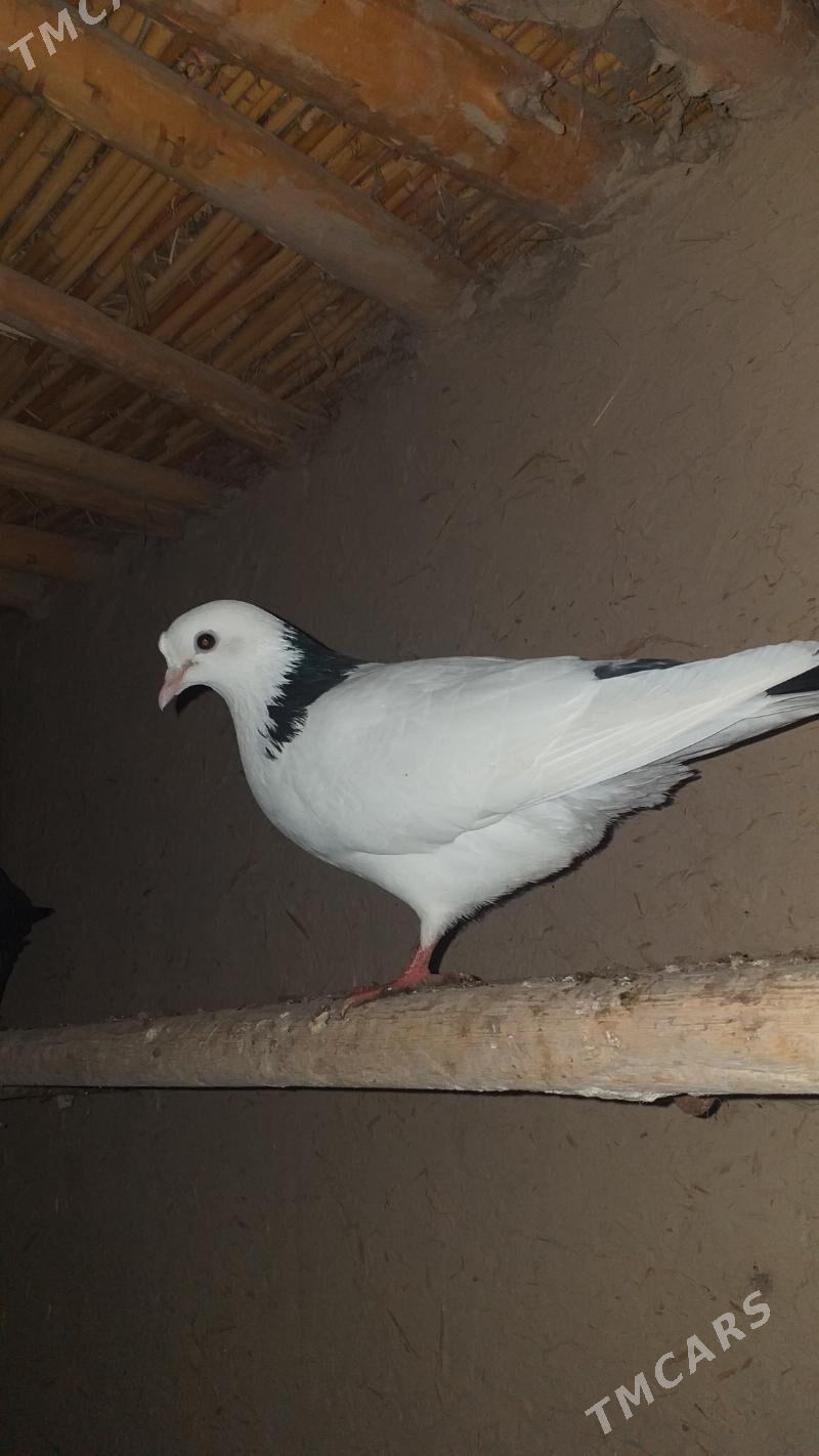 Kepderi - Акдепе - img 1