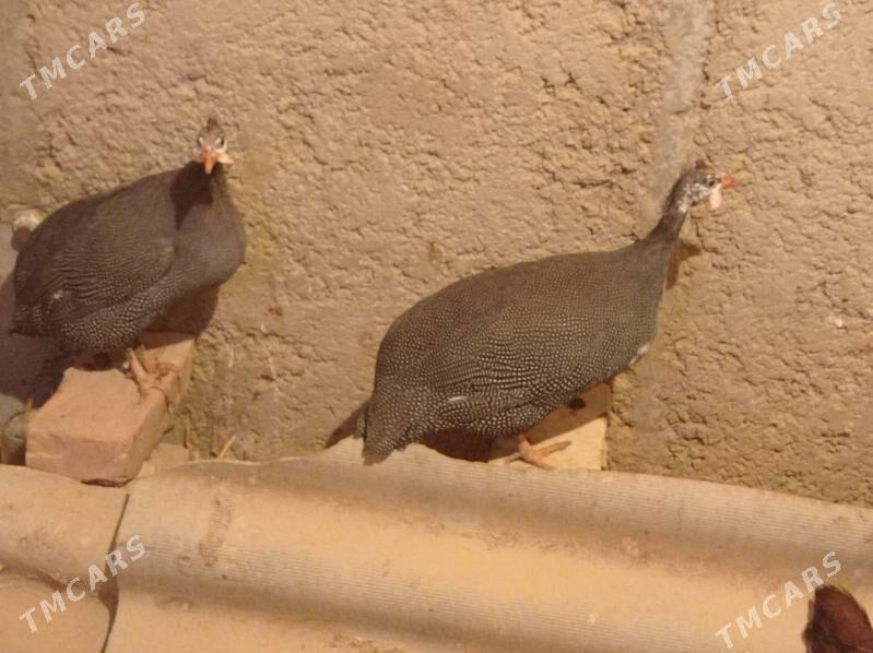 sizarka - Балканабат - img 1