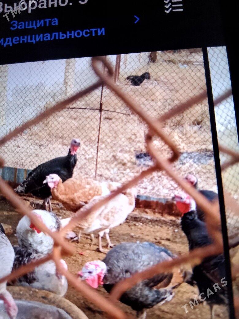 индук - Байрамали - img 1