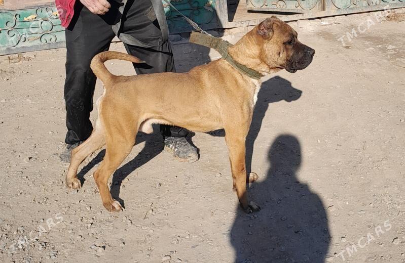 Pitbul - Дашогуз - img 1