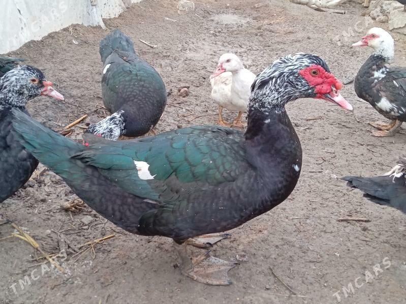 Indutga Ördek gus induk towuk - Бузмеин - img 1