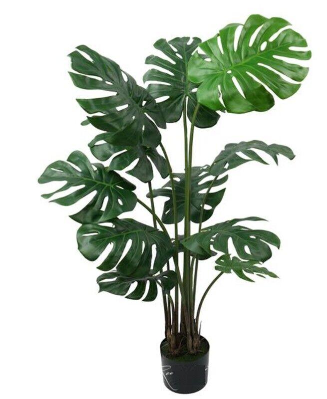 Монстера - Туркменабат - img 1