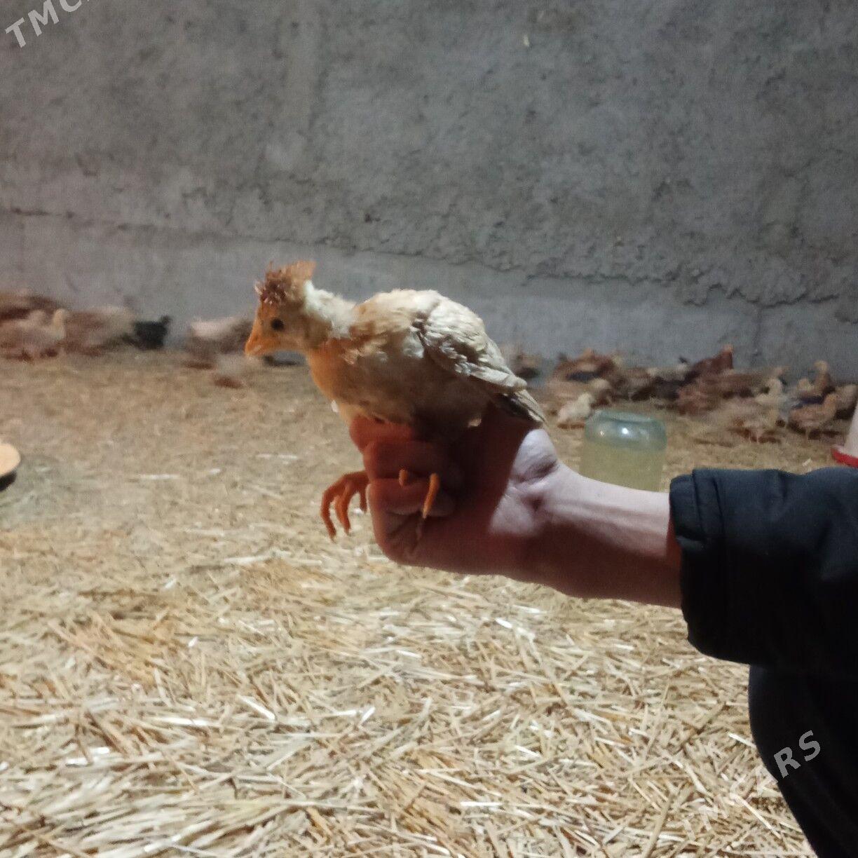 towuk jüýje - Гёкдепе - img 1