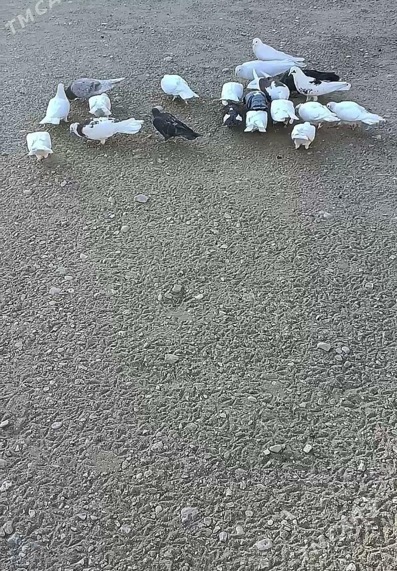 kepderi - Джебел - img 1