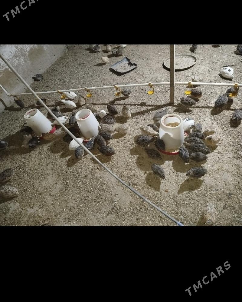 bedene - Херрикгала - img 1