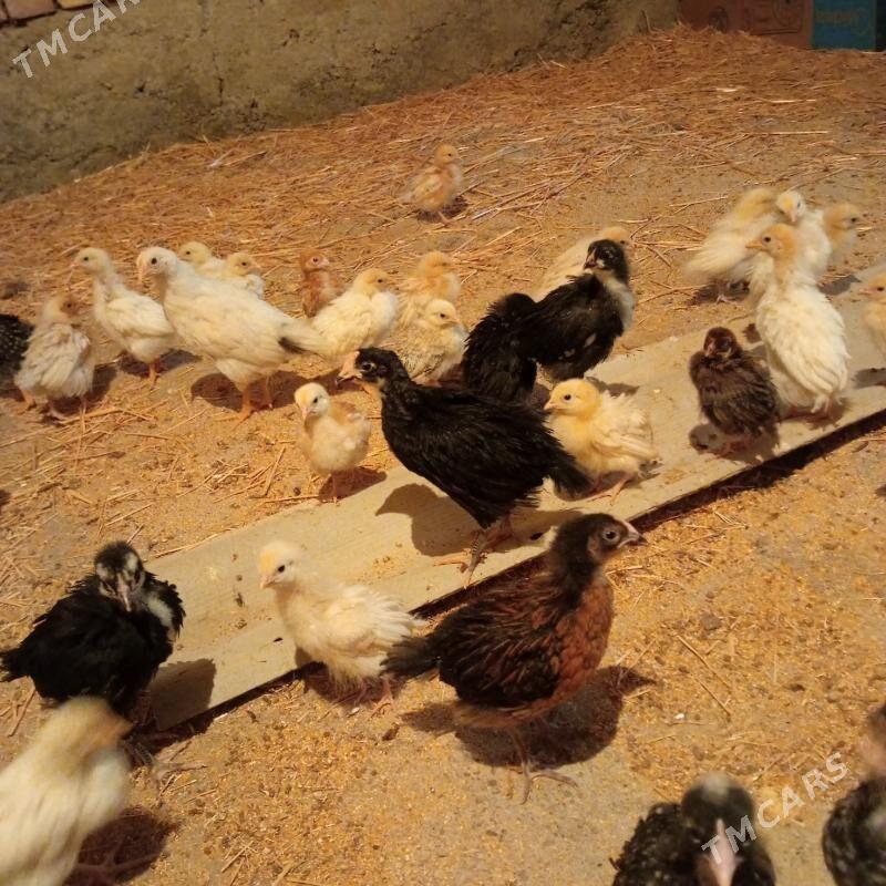 Lohman sandy brown juyje - Гёкдепе - img 1