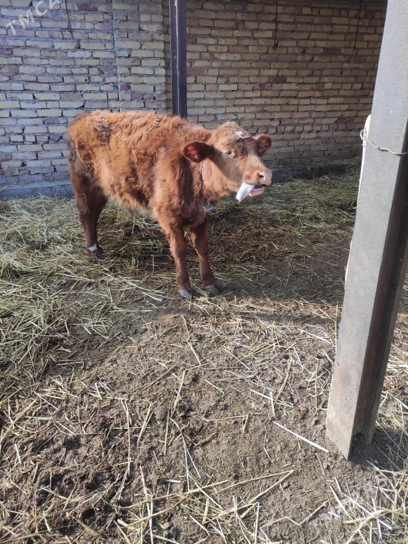 лимузин окузче унажын - Фарап - img 1