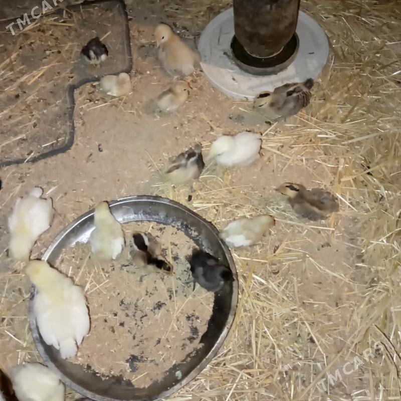 karlik juyje - Гёкдепе - img 1