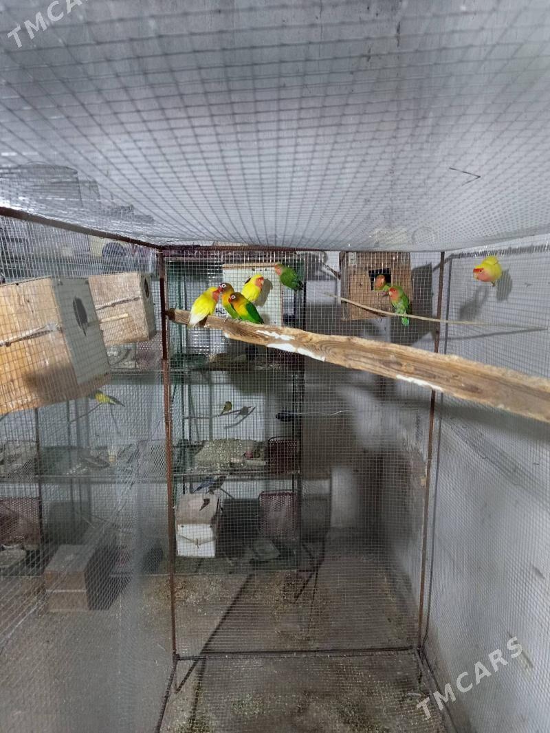 popugay. - Сакар - img 1