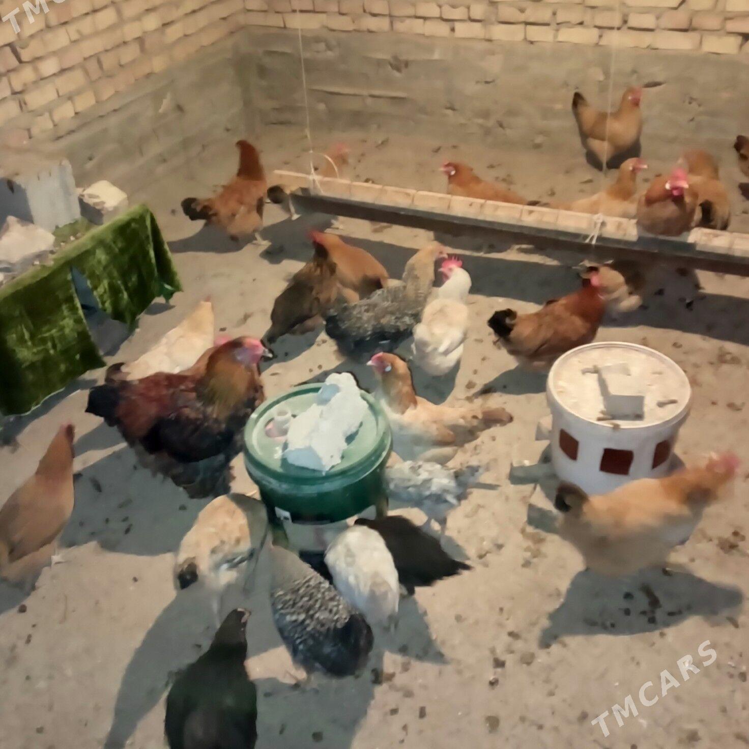 guzlaýjy towuklar - Гёкдепе - img 1