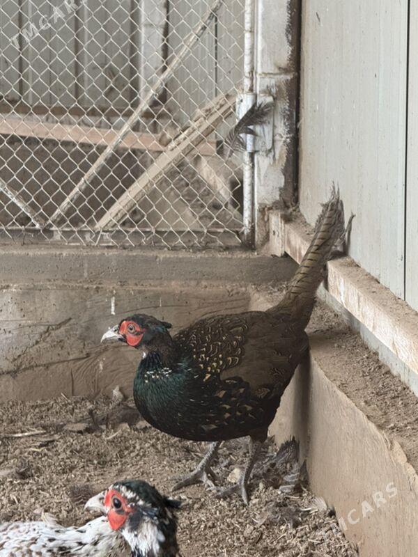 Sulgun yabani - Ашхабад - img 1